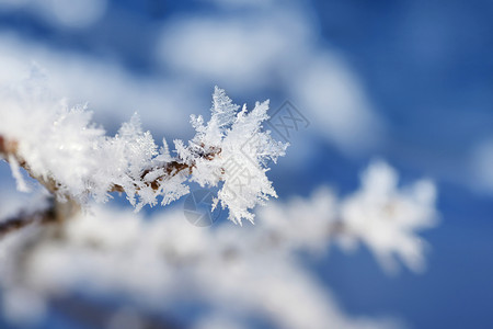 带霜的树带雪花的分支向上背景