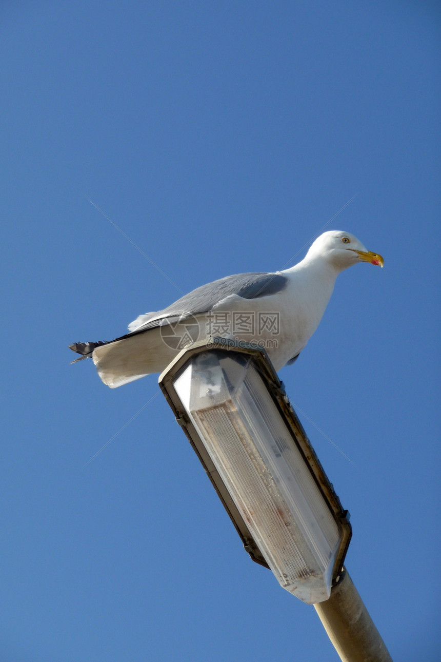 灯柱上的海鸥蓝色鸟类野生动物身体龟形鸥科翅膀动物白眼宏观图片