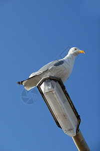 灯柱上的海鸥鸥科蓝色翅膀鸟类野生动物动物白眼宏观龟形天空背景图片