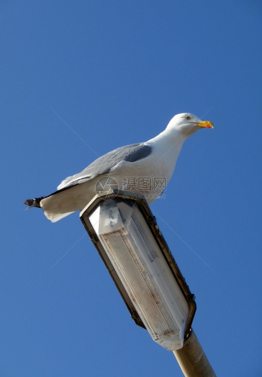 灯柱上的海鸥蓝色动物羽毛天空鸥科白眼野生动物鸟类龟形宏观图片