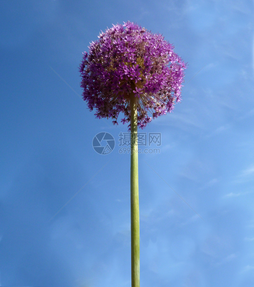 球花球形园艺叶子生长花瓣紫色植物群植被花园蓝色图片