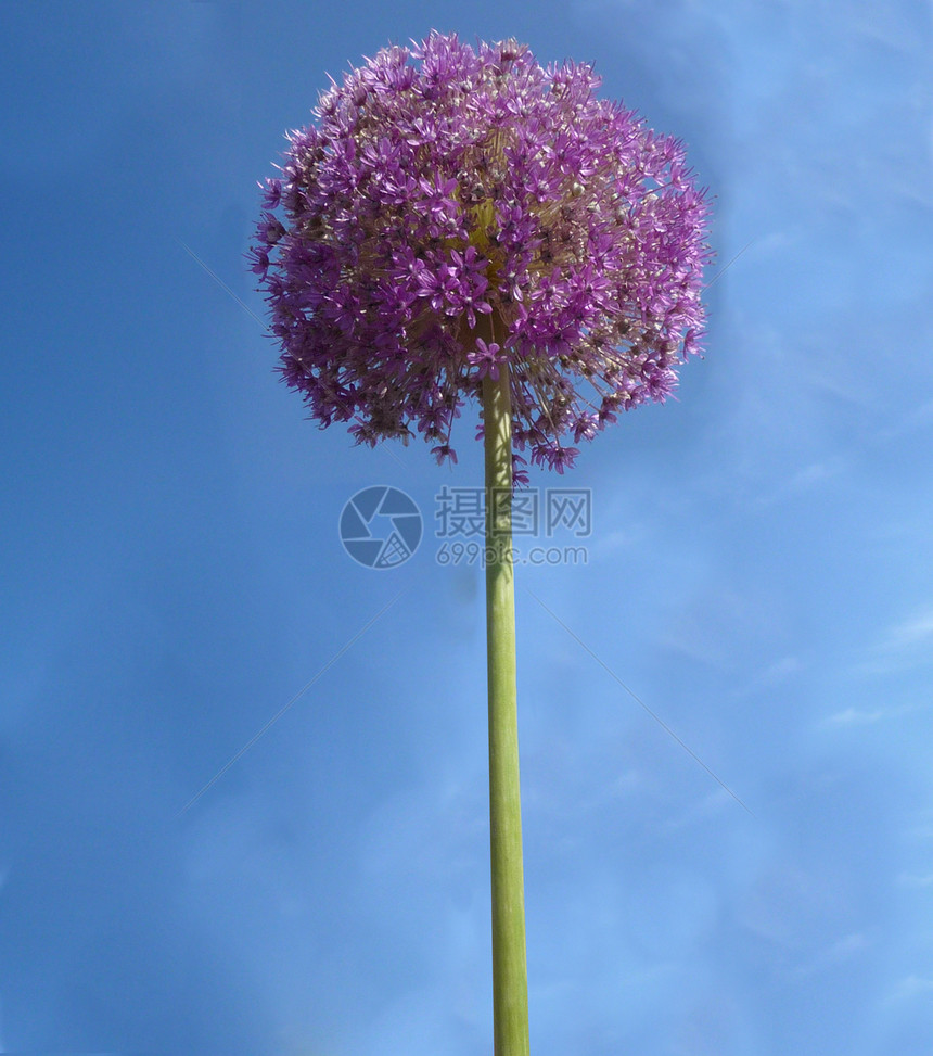 球花花瓣园艺叶子植被天空球形花园生长植物群紫色图片