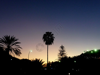 棕榈树日落植物群树叶剪影树木植物棕榈景观天空阴影背景图片