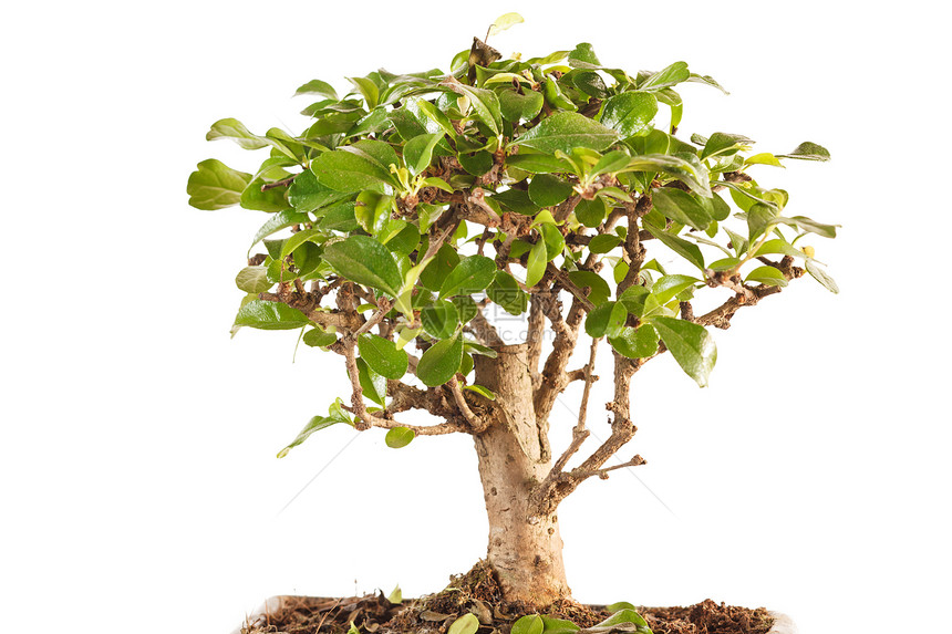 谷枣树叶子松树爱好堆肥小叶植物盆栽榆树矮人生长图片