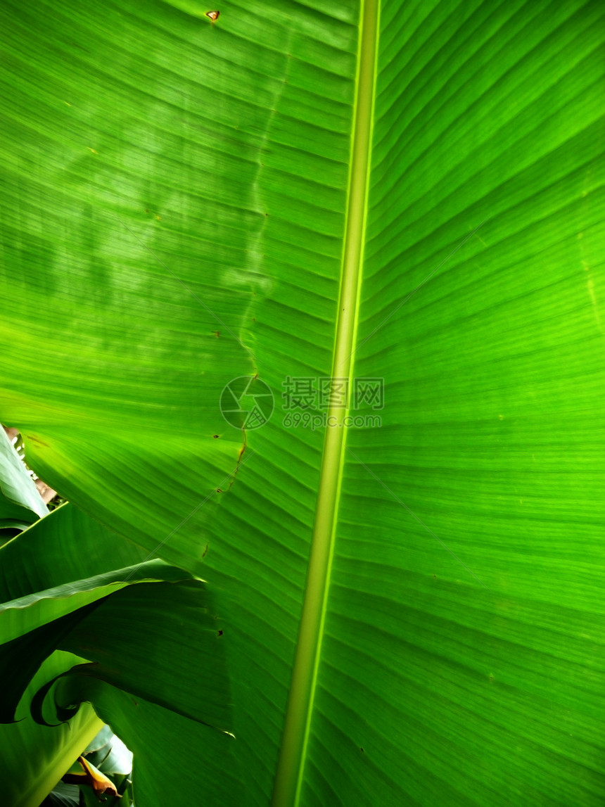 绿叶背景绿色叶子热带生长植物群植物宏观园艺植被静脉图片