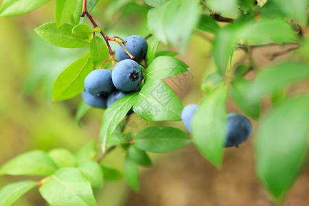 蓝莓树越橘生产高清图片