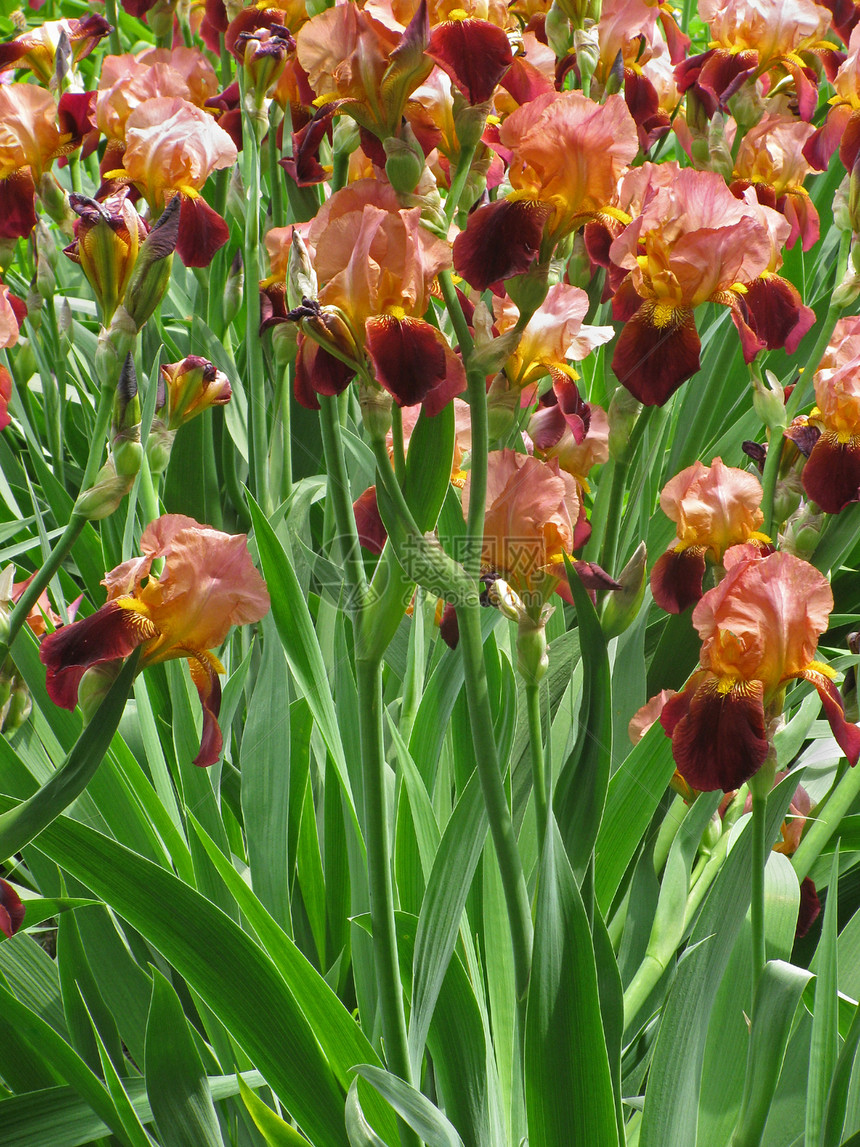 虹花花植物群花朵紫色花坛绿色旗帜褐色花园棕色图片