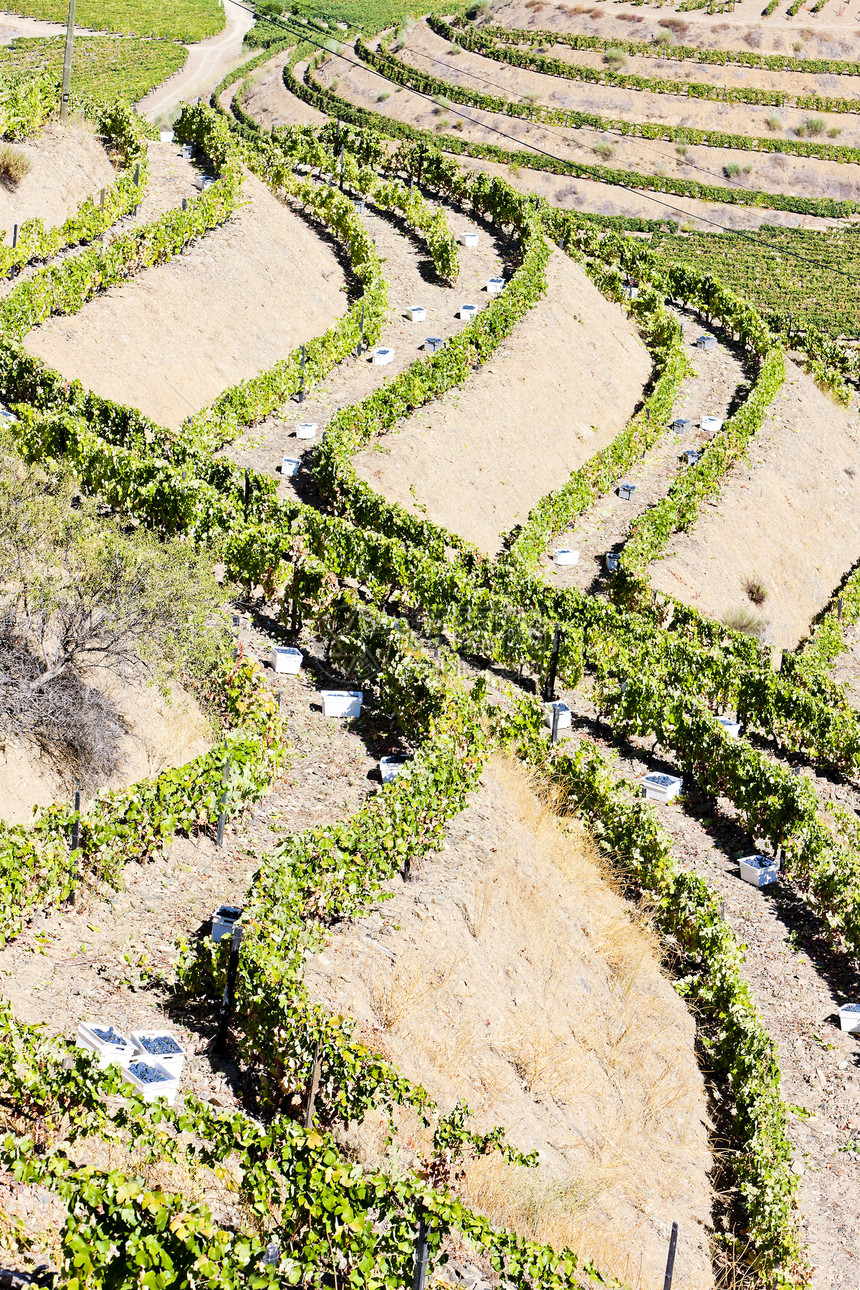 葡萄牙杜罗谷的葡萄树农村酒业栽培农业植物群植物植被葡萄旅行国家图片