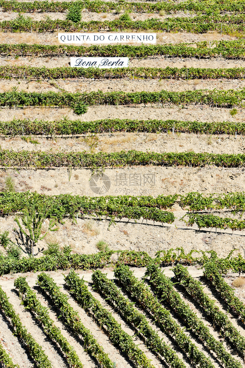 葡萄牙杜罗谷的葡萄树栽培外观植被酒业国家葡萄园乡村农村植物群植物图片