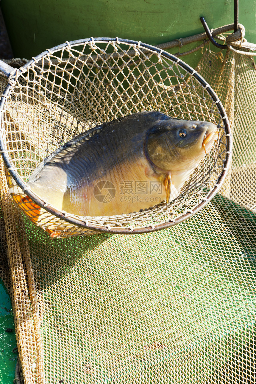 蓄积池动物外观渔业钓鱼动物群收获池图片