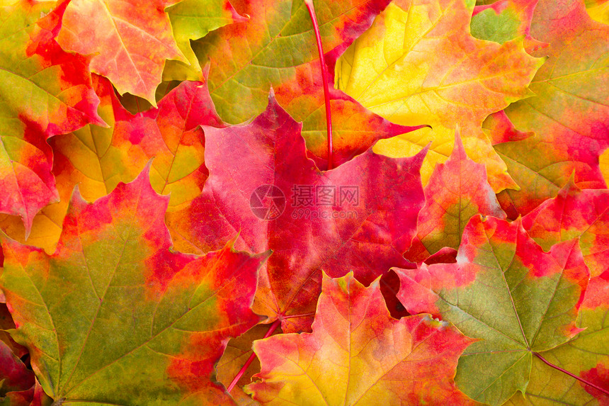 秋秋叶树叶发红活力植物黄色季节绿色橙子工作室植物学图片