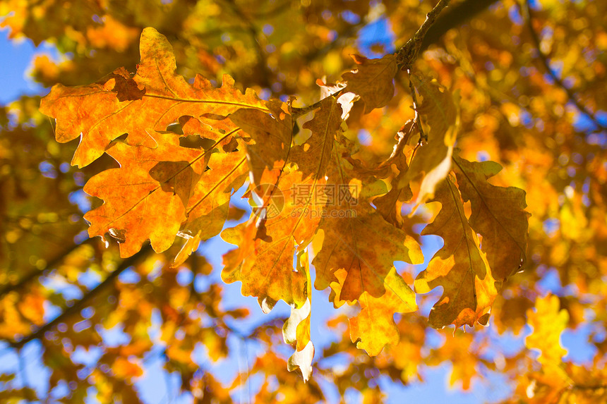 秋叶橡树叶黄色活力季节图片