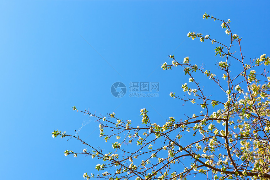 浅蓝色背景苹果花的图片照片雌蕊果园生长宏观生活蓝色植物香气花瓣园艺图片