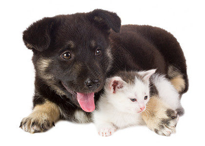 黑色猫素材小狗和小猫友谊乐趣猫咪哺乳动物摄影头发宠物爪子朋友白色背景