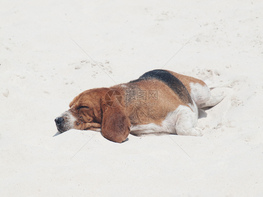 狗睡在沙滩上动物休息棕色海滩尾巴犬类小憩小狗猎犬睡眠图片