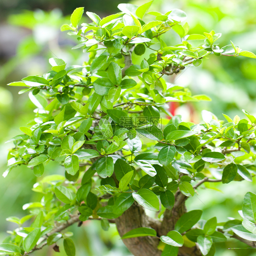 在一个植物园中美丽的盆子盆栽生长土壤松树植物园艺矮人叶子植物学陶器图片