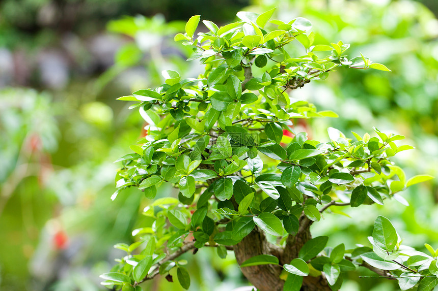 在一个植物园中美丽的盆子叶子土壤陶瓷花园松树盆栽园艺树干植物群陶器图片