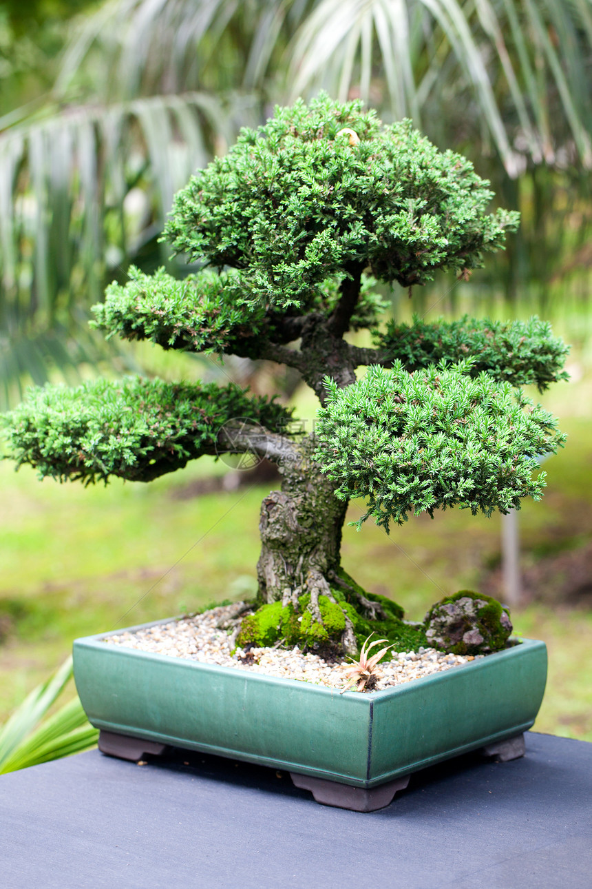 在一个植物园中美丽的柔和的长袍叶子花园爱好陶器植物松树陶瓷植物学盆栽矮人图片