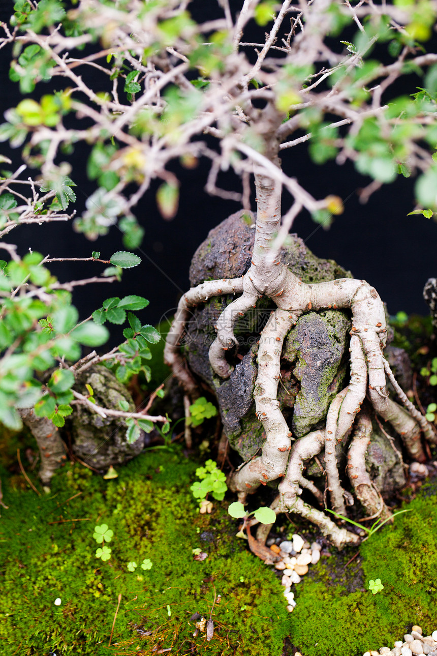 在一个植物园中美丽的盆子叶子制品生长树干植物植物群园艺松树矮人爱好图片