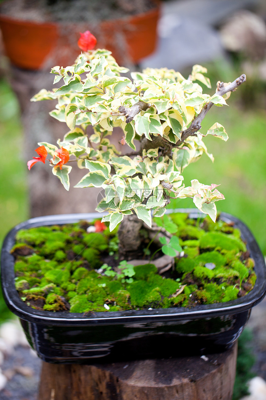 在一个植物园中美丽的盆子生长陶瓷花园盆栽矮人园艺松树陶器植物学植物群图片