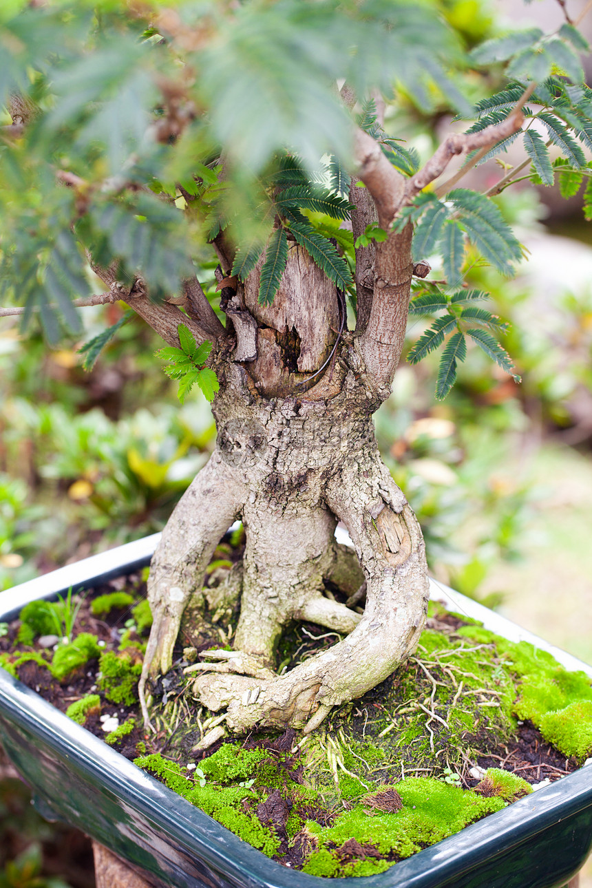 在一个植物园中美丽的盆子爱好植物群矮人土壤植物叶子树干松树制品盆栽图片