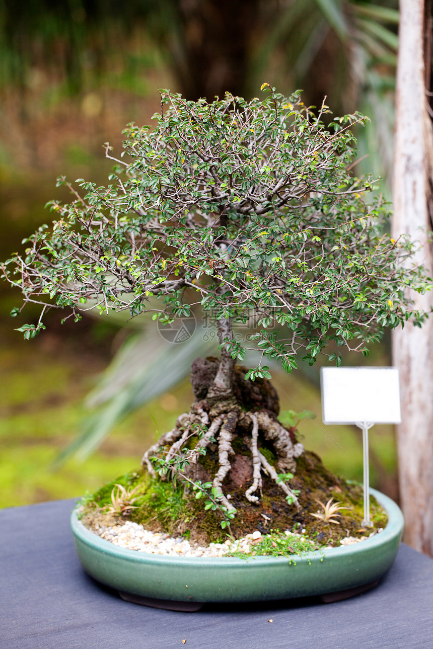 在一个植物园中美丽的盆子生长土壤植物树干园艺陶瓷盆栽植物学叶子制品图片