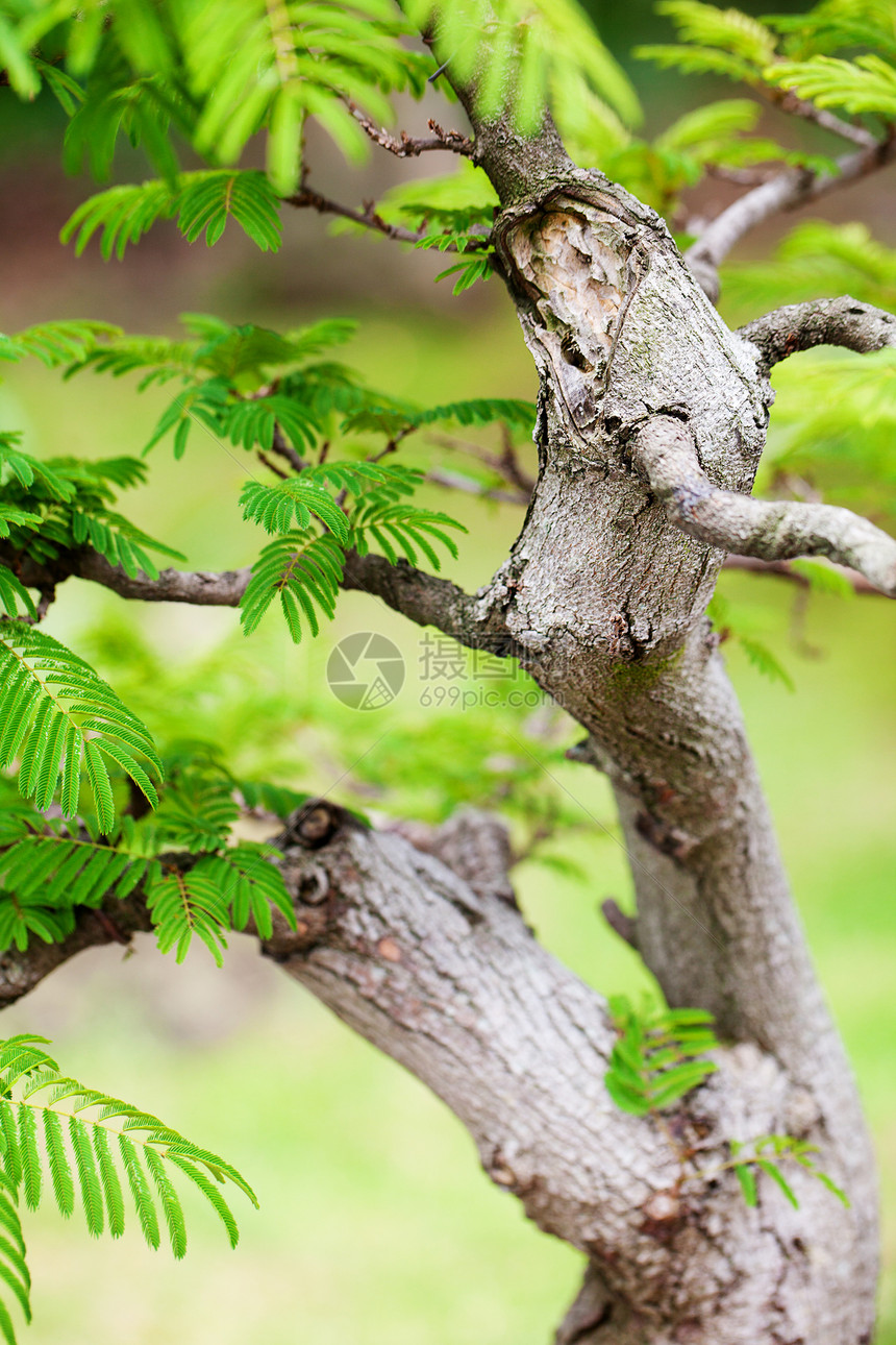 在一个植物园中美丽的盆子土壤陶瓷盆栽植物群矮人树干花园叶子植物园艺图片