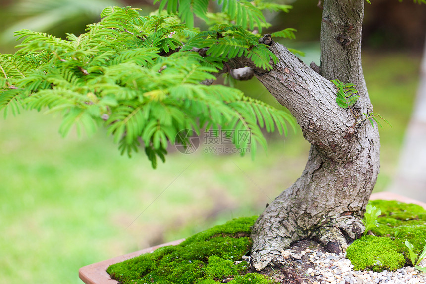 在一个植物园中美丽的盆子植物学园艺叶子生长陶器松树花园矮人陶瓷树干图片