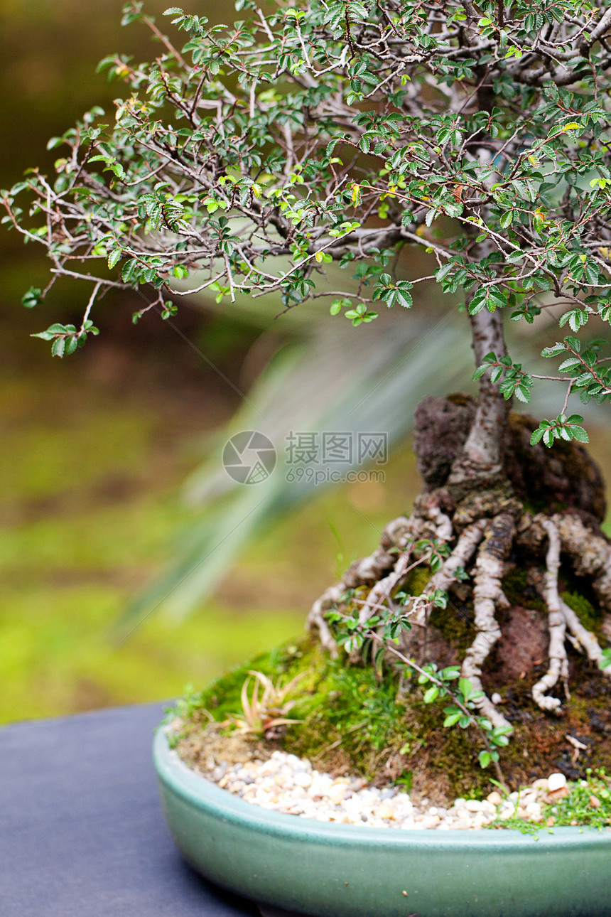 在一个植物园中美丽的盆子园艺陶器植物学松树植物植物群土壤花园盆栽爱好图片