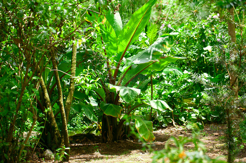 丛林中的树木和椰枣树雨林热带植物群木头阳光公园树干生长荒野森林图片
