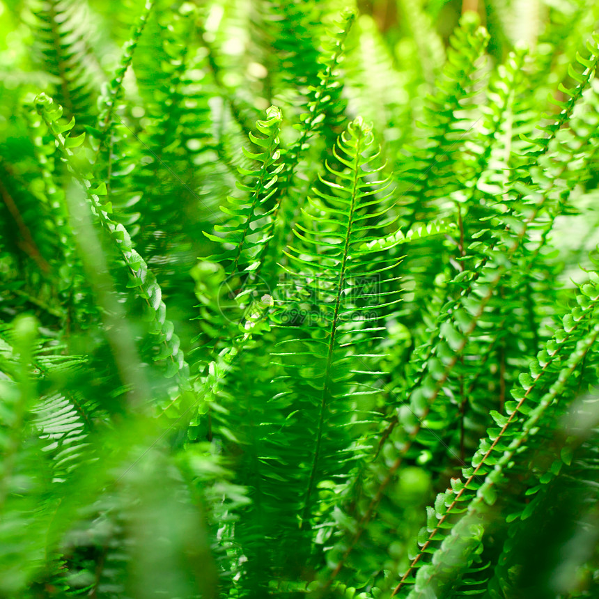 在雨林中发芽恐龙森林异国情调阳光热带生长园艺蕨类叶子图片