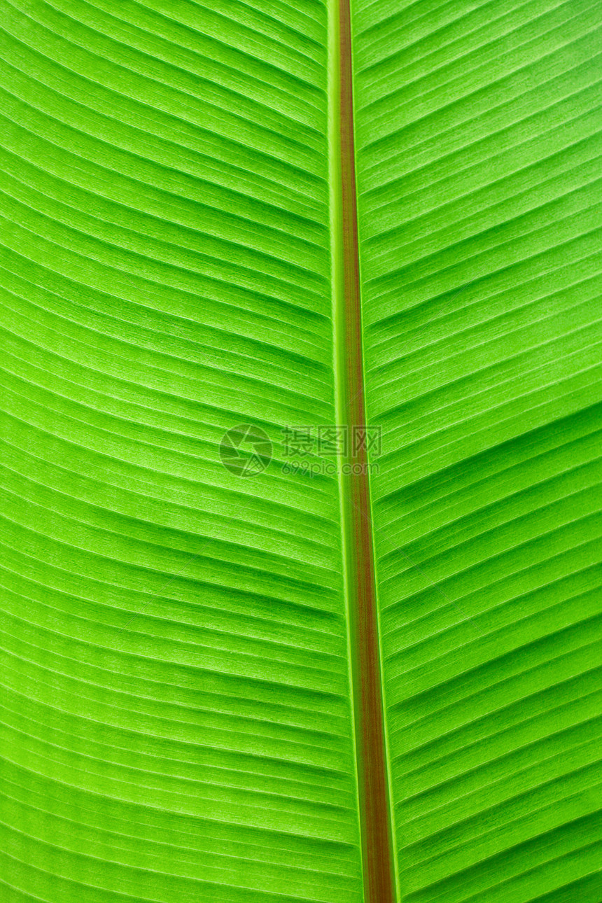 绿叶的宏背景宏观活力线条生活植物生态植物群静脉植物学光合作用图片