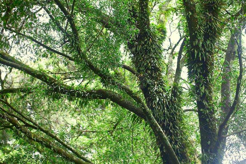 丛林中的树木和椰枣树雨林叶子公园热带木头荒野生长环境植物群树干图片