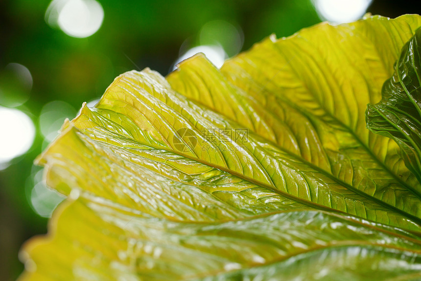 绿叶的宏背景植物学叶子环境光合作用线条静脉生物学季节植物群园艺图片