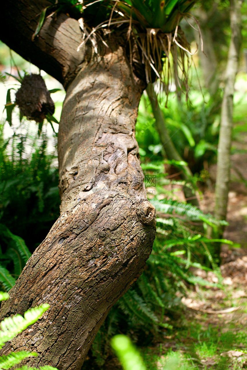 热带树干中的树干图片