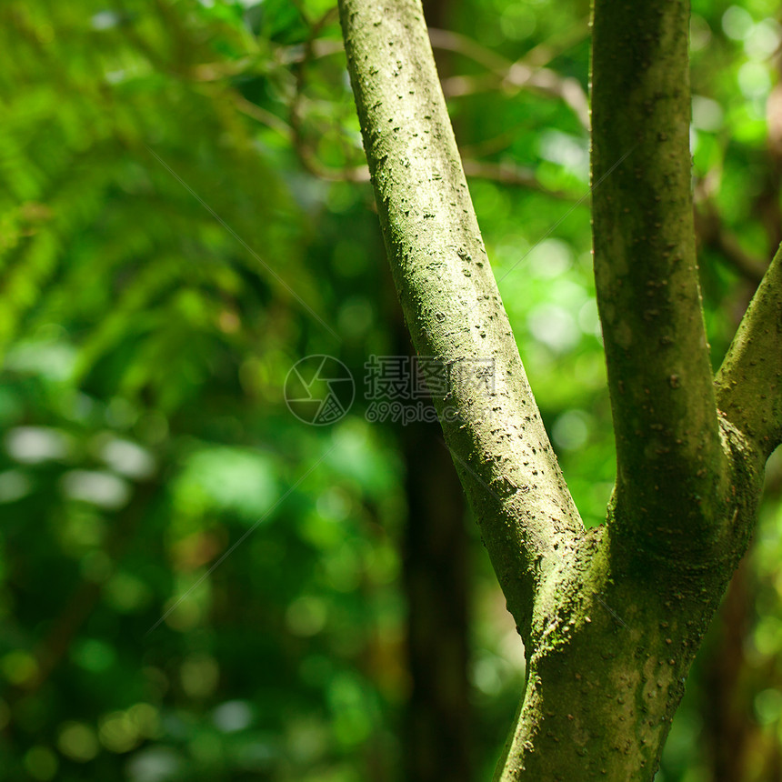 丛林中的树木和椰枣树雨林生长树干公园森林荒野阳光叶子植物群环境图片