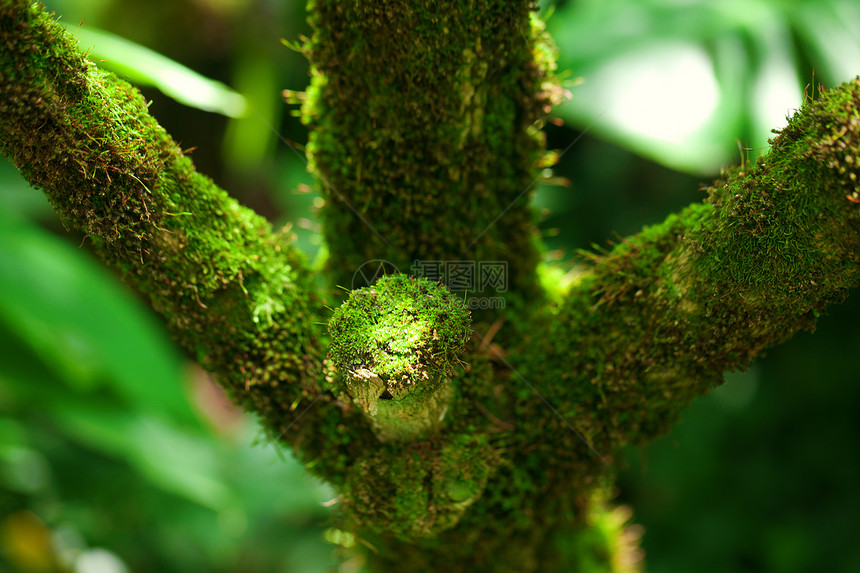 草木中的热带树干图片