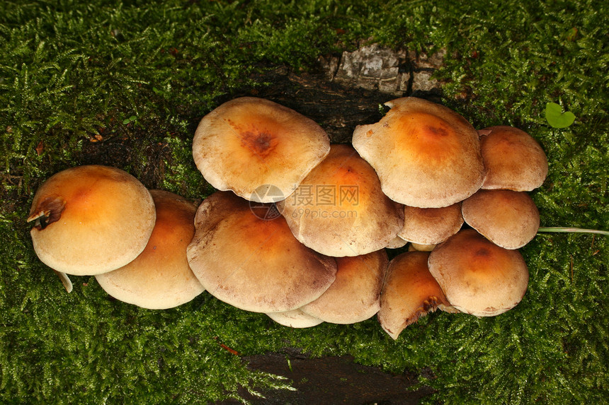 硫磺图夫Hypholoma外表黑色棕色橙子绿色灰色宏观白色蘑菇苔藓林地图片