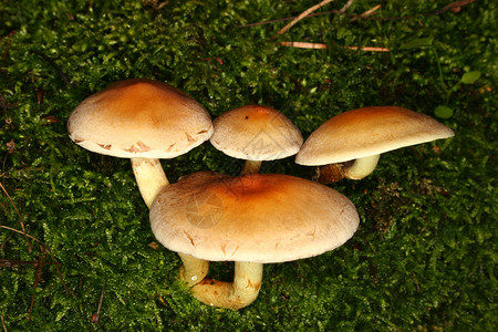 树桩图硫磺图夫Hypholoma外表灰色环境蘑菇棕色白色宏观植物绿色苔藓荒野背景