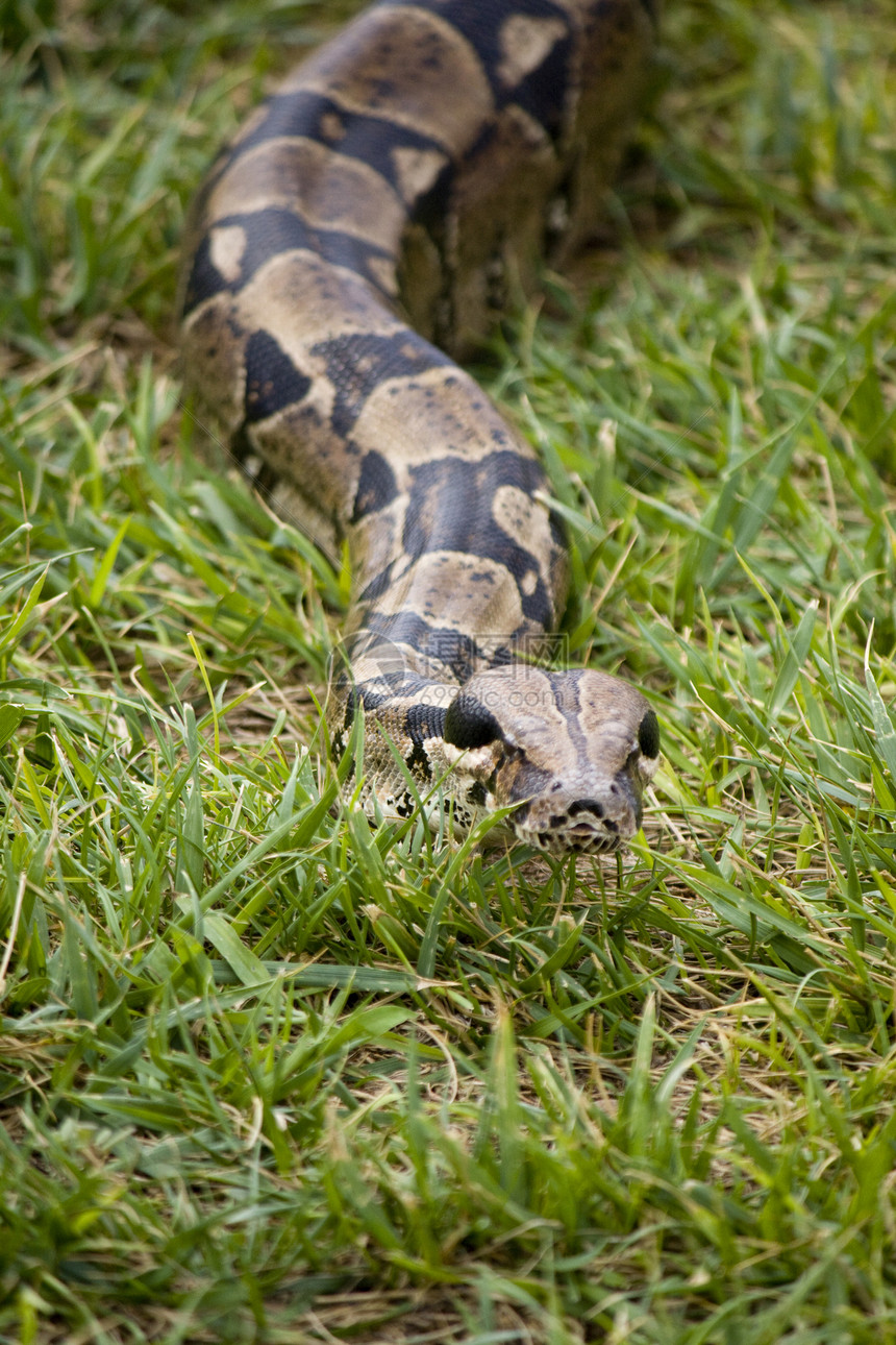 在草地上的博阿生物学宠物绿色爬虫野生动物动物学情调棕色美丽蟒蛇图片