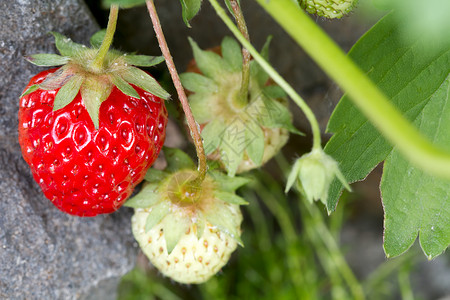 红利普 草莓果背景图片