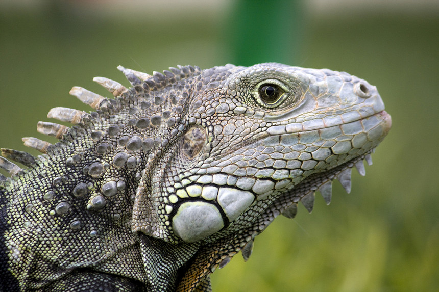 Iguana头眼睛鬣蜥异国绿色情调皮肤动物园冒充脊椎动物脊柱图片