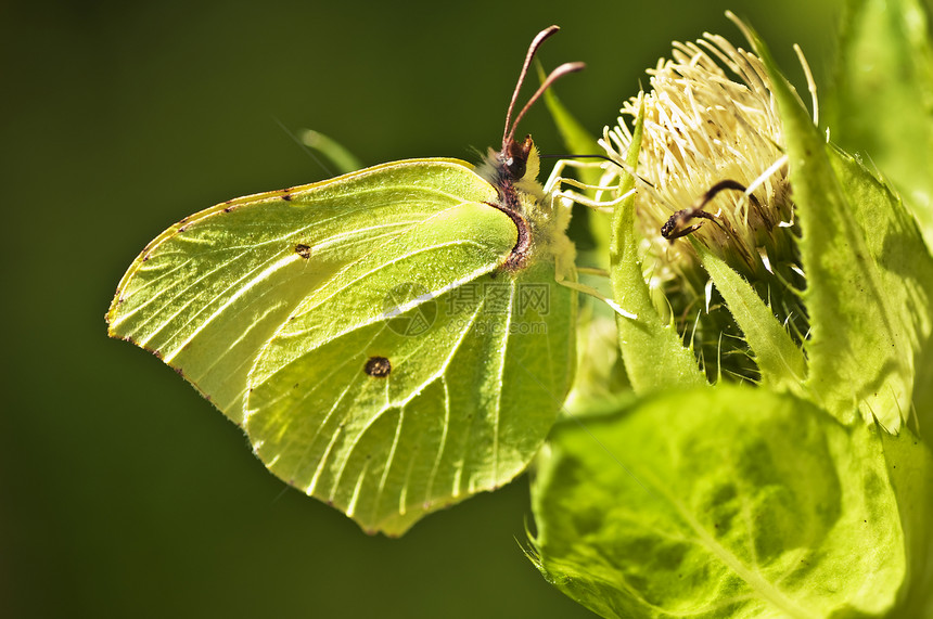 红宝石蝴蝶 麦地利诺列姆尼阳光翅膀环境黄色花蜜野生动物昆虫美丽活力动物群图片