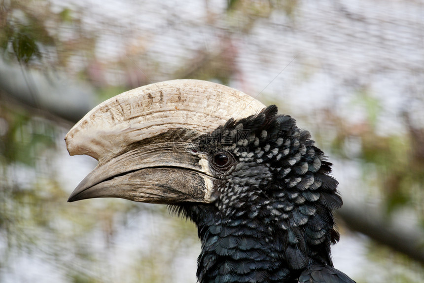 朗佩特霍恩比尔公园情调野生动物动物鸟舍动物园羽毛黑色颊鲇翅膀图片