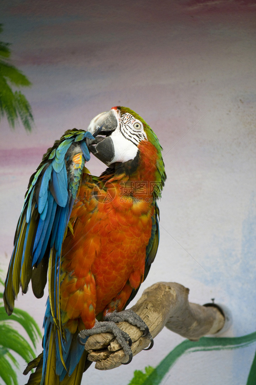 红金刚鹦鹉动物绿色羽毛动物园蓝色动物群翅膀鸟类金刚鹦鹉治疗图片