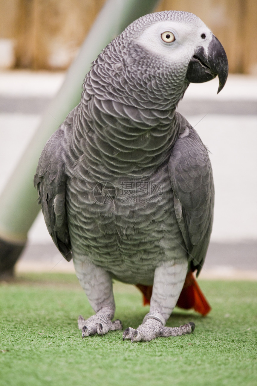 非洲灰鹦鹉荒野灰色翅膀鹦鹉宠物情调展示羽毛热带模仿图片