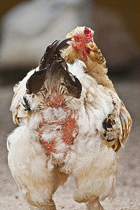 白鸡农场羽毛女性母鸡乡村白色家禽农业背景图片
