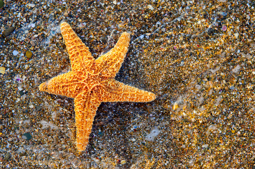 海滨海星气候波浪海星野生动物热带星星冲浪支撑生活阳光图片