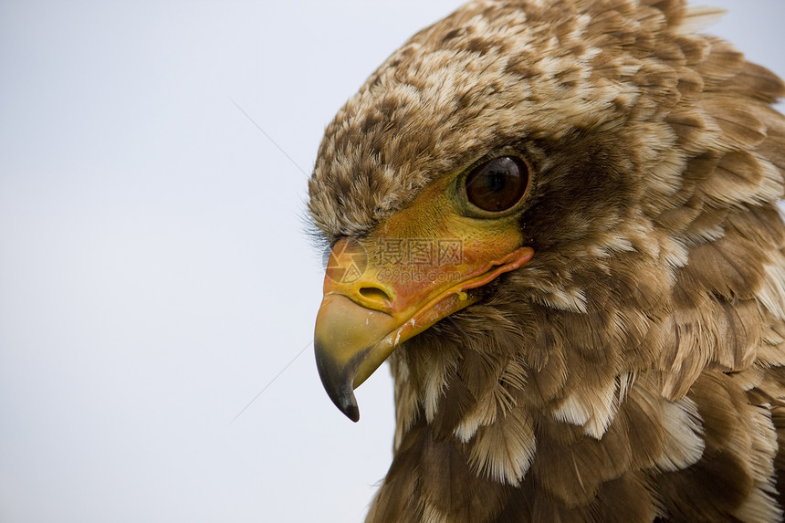 Bateleur 鹰棕色羽毛野生动物少年船长荒野翅膀猎物鸟类捕食者图片