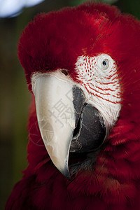 斯嘉丽马考绿色动物园红色金刚鹦鹉羽毛动物群蓝色热带翅膀鹦鹉背景图片